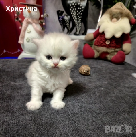 Бяло британско коте 