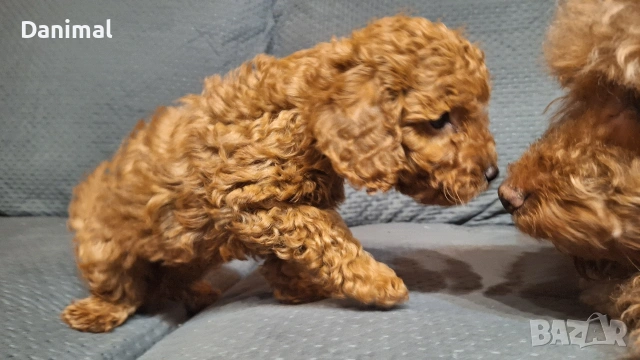 пуделчета той/ момче и момиче/toy poodle, снимка 9 - Пудели - 53581267