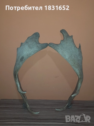 Рога от елен - Лопатар, снимка 5 - Други ценни предмети - 52829017