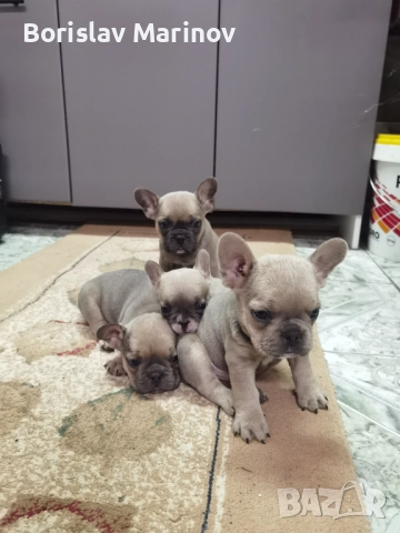 4 мъшки френчита на 55 дни за повече инф 0988305107, снимка 1