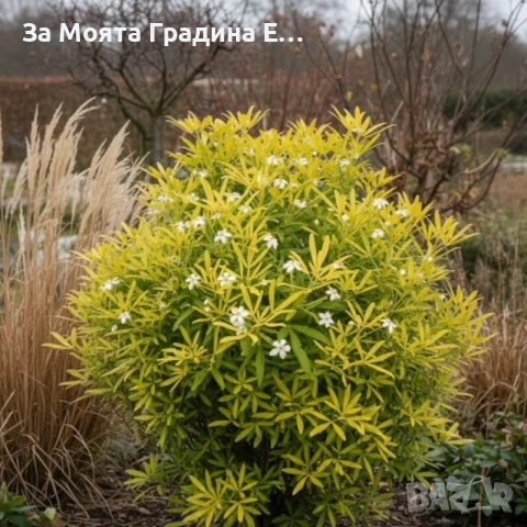 Чойсия - Портокалово цвете