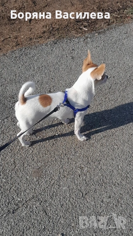 Търся си дама , снимка 2 - Чихуахуа - 53885966