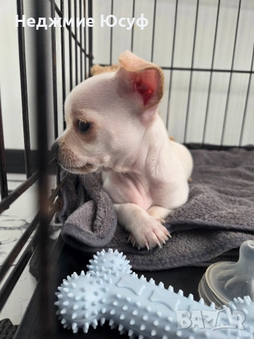 Продавам Чихухуа, снимка 3 - Чихуахуа - 53803093