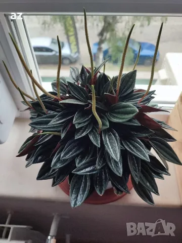 пеперомия екзотична, снимка 2 - Стайни растения - 50407614