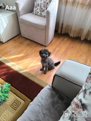 сребърен той пудел, снимка 3 - Пудели - 53856667