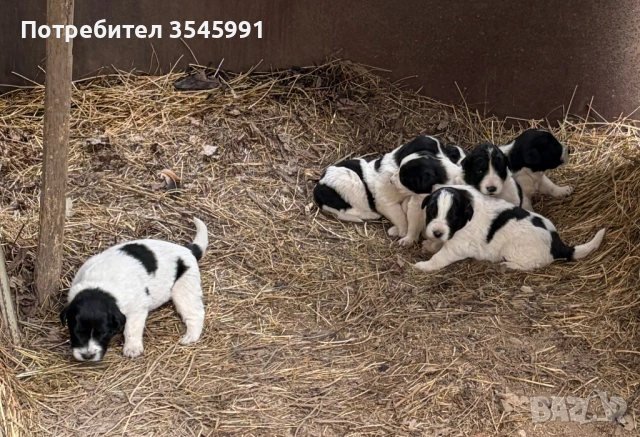 Кученца Каракачанка, снимка 3 - Каракачанска овчарка - 54076615