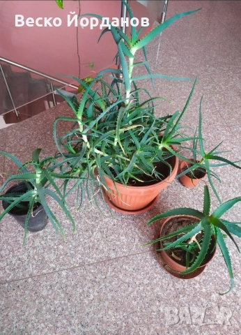 ЛЕЧЕБНО АЛОЕ - Алое Вера arborescend, снимка 2 - Други - 53828183