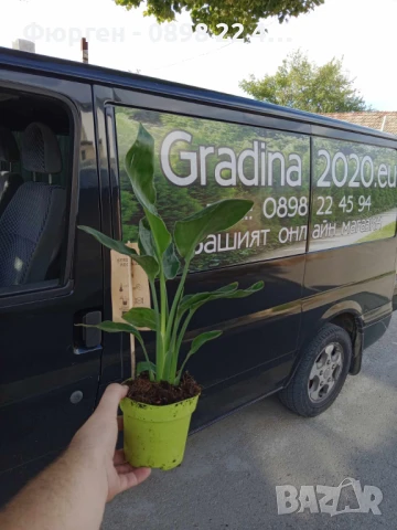 Стрелиция Налични 2 вида, снимка 4 - Разсади - 47241883