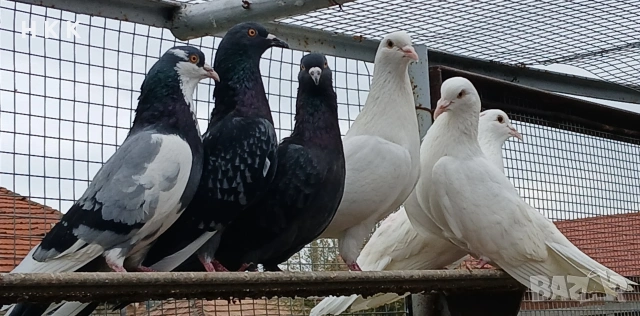 Пазарджишки гълъби , снимка 9 - Гълъби - 54061614