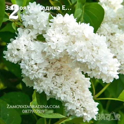 Люляк 4 цвята , снимка 4 - Градински цветя и растения - 53635473