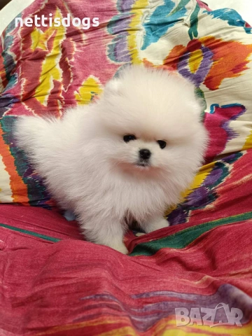 Сладък женски мини померан с най-късата муцунка, снимка 2 - Померан - 40972264