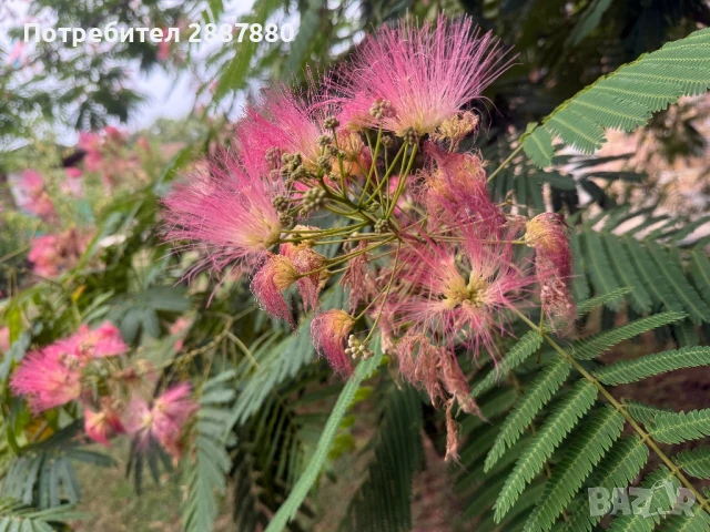 Албиция, снимка 2 - Градински цветя и растения - 51227753