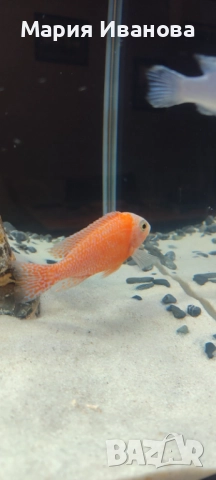 Африкански цихлиди Малави , снимка 2 - Рибки - 52950295