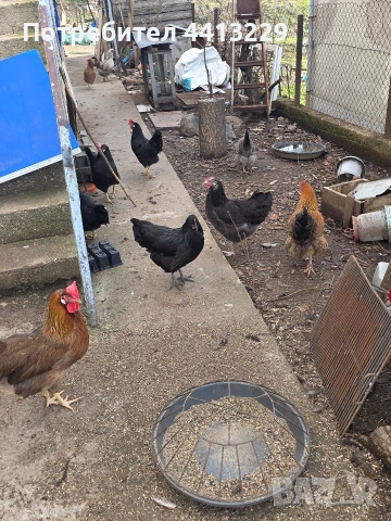 ярки ,кокошки, снимка 5 - Кокошки и пуйки - 52887566