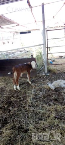 Продавам крава с теле , снимка 1 - Крави - 46370481