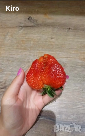 Разсад ягоди АЛБА 0.35 ст за количество