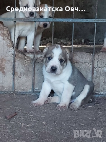 Сао-Алабай, снимка 4 - Алабай - 52877451