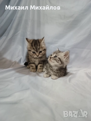 Две котенца ТАБИ , снимка 7 - Британска късокосместа - 53448950