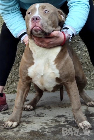 Американско Були Хл American bully Xl, снимка 2 - Други - 53669683