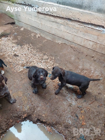 Куцухар, снимка 6 - Курцхаар - 53050329