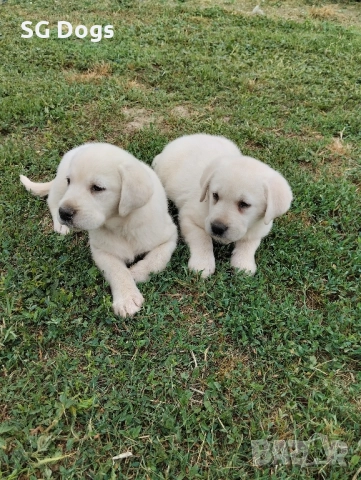 Лабрадор ретривър , снимка 4 - Лабрадор ретривър - 52083227