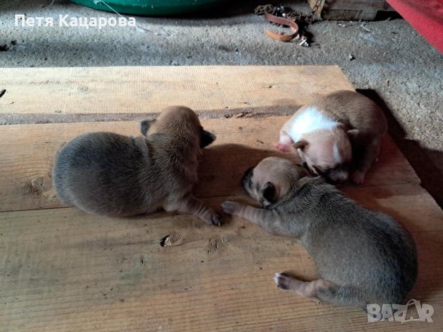 ✨ Чихуахуа кученце търси ново любящо семейство! ✨  , снимка 2 - Чихуахуа - 52674806