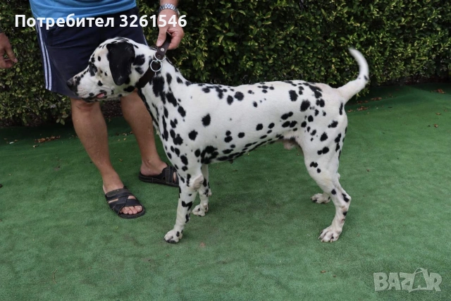 Продавам Мъжки далматинец/ Търси си приятелка 