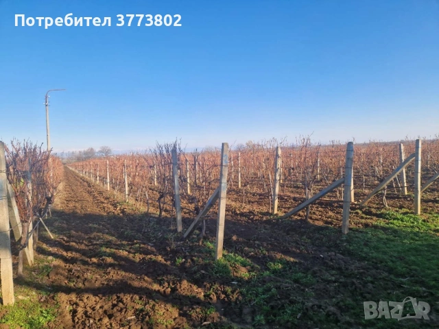 Десертно лозе 20дка.