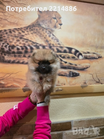 Померан женски , снимка 2 - Померан - 52939284