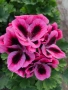 Pelargonium regale Pink (Кралско мушкато розово), снимка 3