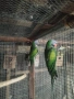 продавам папагали , снимка 8