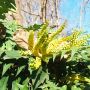Махония, Mahonia japonica , снимка 8