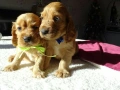 Английски кокер шпаньол бебета с ваксина и паспорт , снимка 5