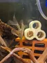 Коридорас палеатус/ Corydoras paleatus, снимка 3