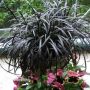 Черен Офиопогон, Ophiopogon black, студоустойчив!!, снимка 1