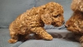 пуделчета той/ момче и момиче/toy poodle, снимка 9