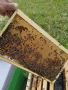 пчелни отводки 2026г, снимка 9