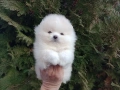 Мини Померан. Реални снимки !!!, снимка 1