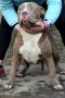 Американско Були Хл American bully Xl, снимка 2