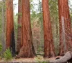 Нови качествени 15 семена от гигантска секвоя мамутово дърво sequoiadendron giganteum за декорация, снимка 13
