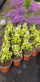 Канадски Смърч ”Дейзи Уайт” / Picea glauca ’Daisy’s White’, снимка 6