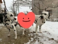 Далматин/Далматинец, снимка 2