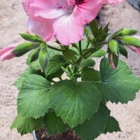 Кралско Мушкато, снимка 5 - Градински цветя и растения - 45430186