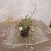Церастиум , снимка 4 - Градински цветя и растения - 45542181