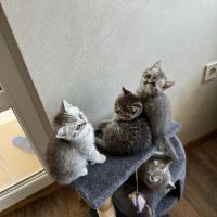 Очарователни породисти топки любов- британски късокосмести котенца, снимка 4 - Британска късокосместа - 46041988