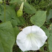 Бели фунийки, снимка 5 - Градински цветя и растения - 45294557