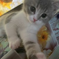 Продавам Британски котета, снимка 13 - Британска късокосместа - 45267177