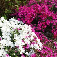 Флокс, почвопокривен, многогодишен, студоустойчив!!, снимка 5 - Градински цветя и растения - 44810591