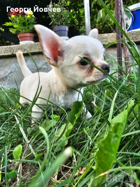 чихуахуа момиченце, снимка 1