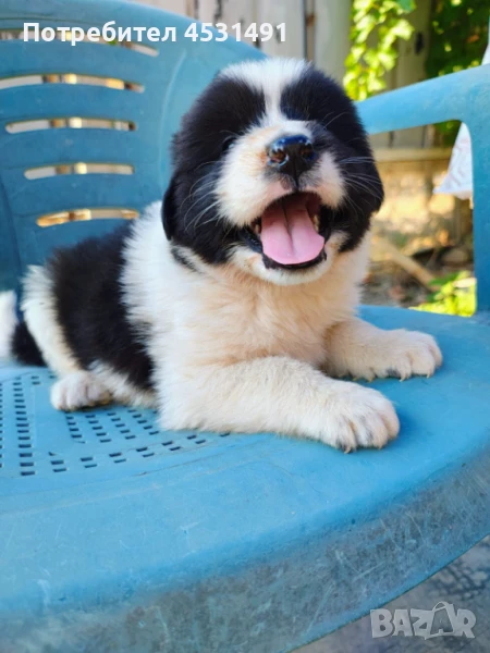 Българско овчарско куче , снимка 1